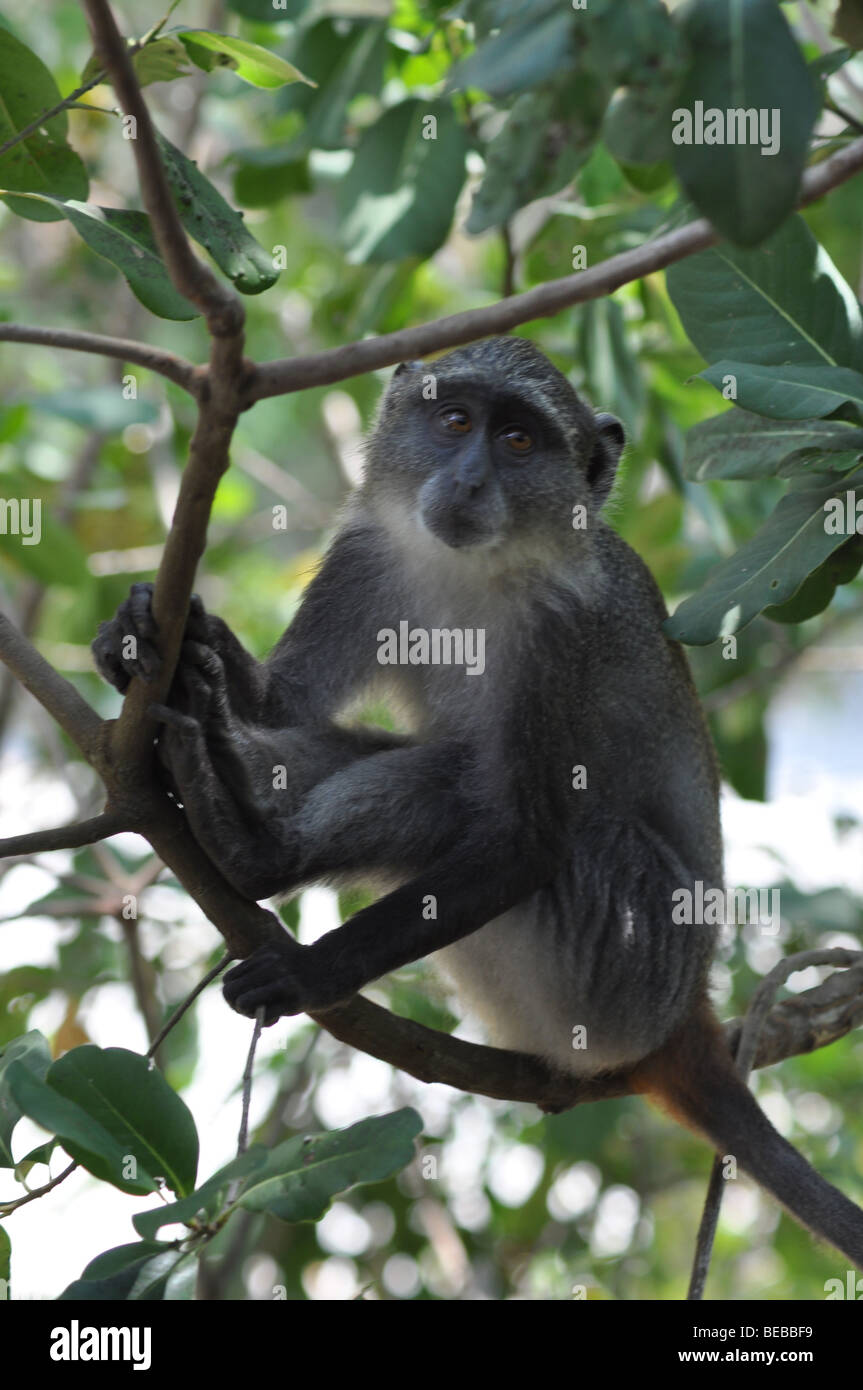 Sykes Affe in Albogularis oder weiße-throated Affe, Diani Beach Kenia Afrika Stockfoto