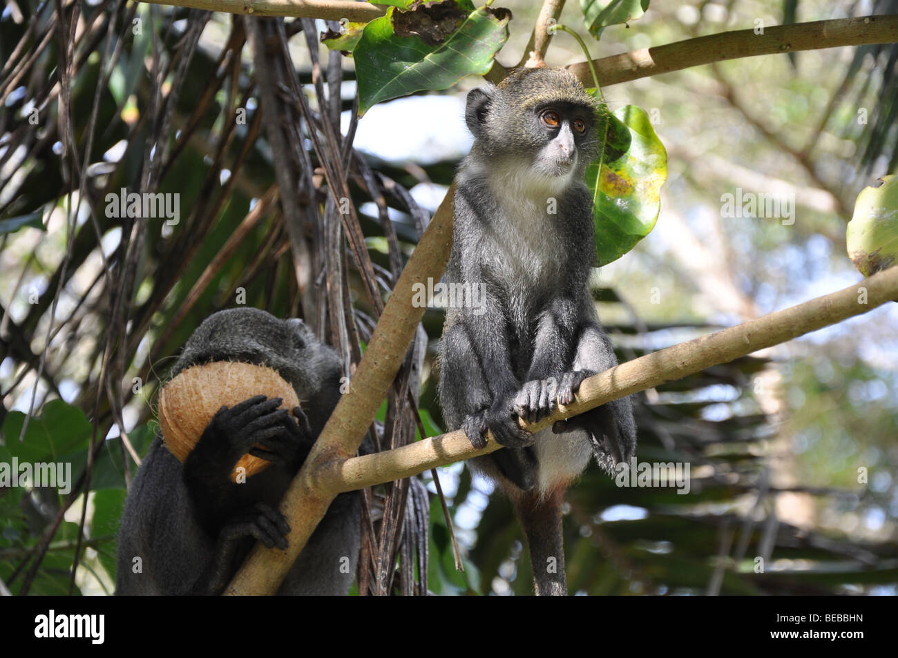 Sykes Affe in Albogularis oder weiße-throated Affe, Diani Beach Kenia Afrika Stockfoto