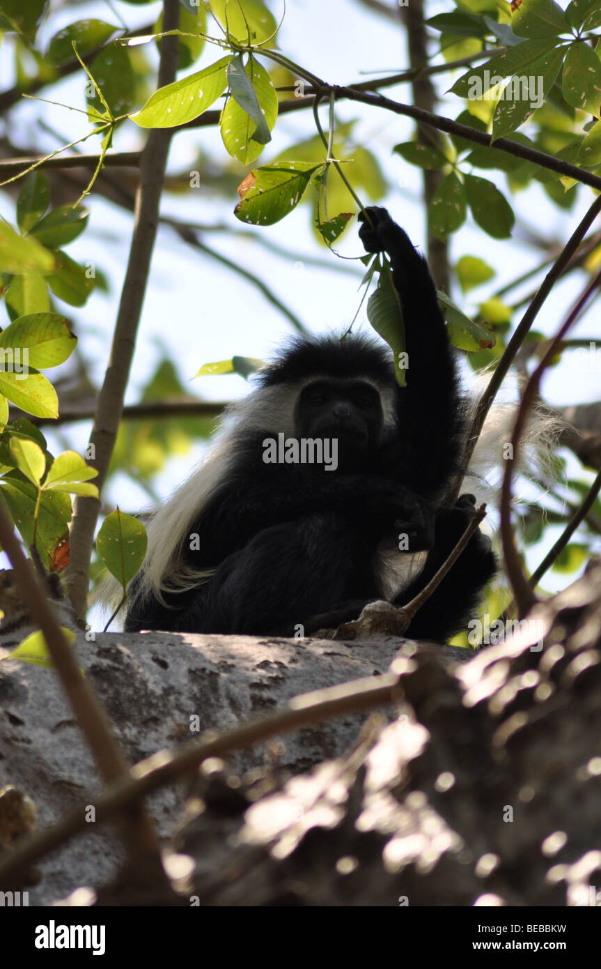 Seltene angolanischen schwarzen und weißen Colobus Affen Diani Beach Kenia (Colobus Angolensis Angolensis) Stockfoto
