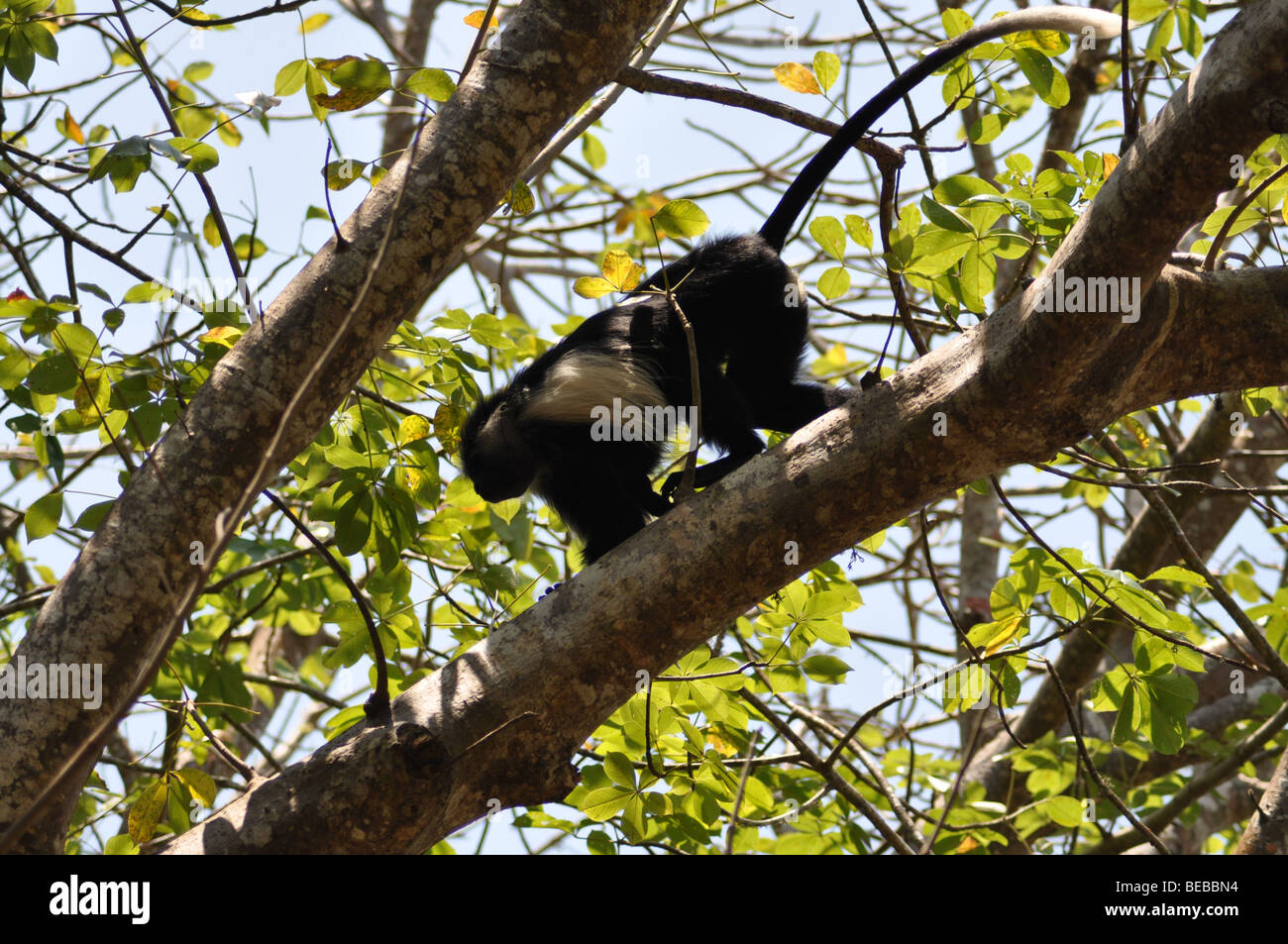 Seltene angolanischen schwarzen und weißen Colobus Affen Diani Beach Kenia (Colobus Angolensis Angolensis) Stockfoto