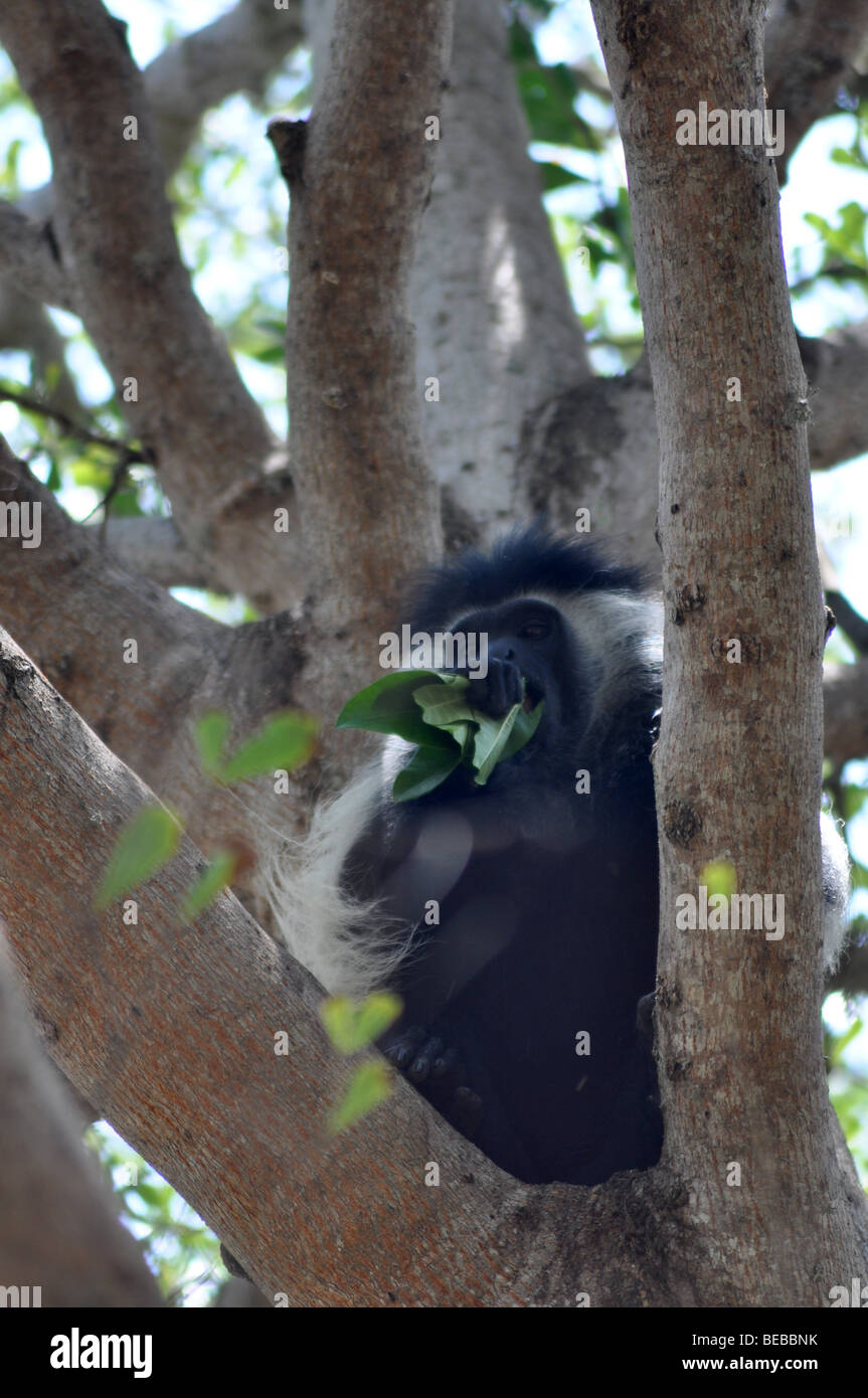 Seltene angolanischen schwarzen und weißen Colobus Affen Diani Beach Kenia (Colobus Angolensis Angolensis) Stockfoto