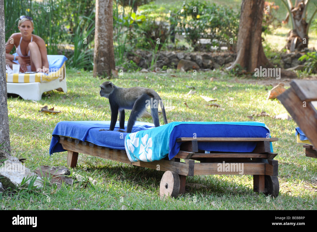 Sykes Affe in Albogularis oder weiße-throated Affe, Diani Beach Kenia Afrika Stockfoto