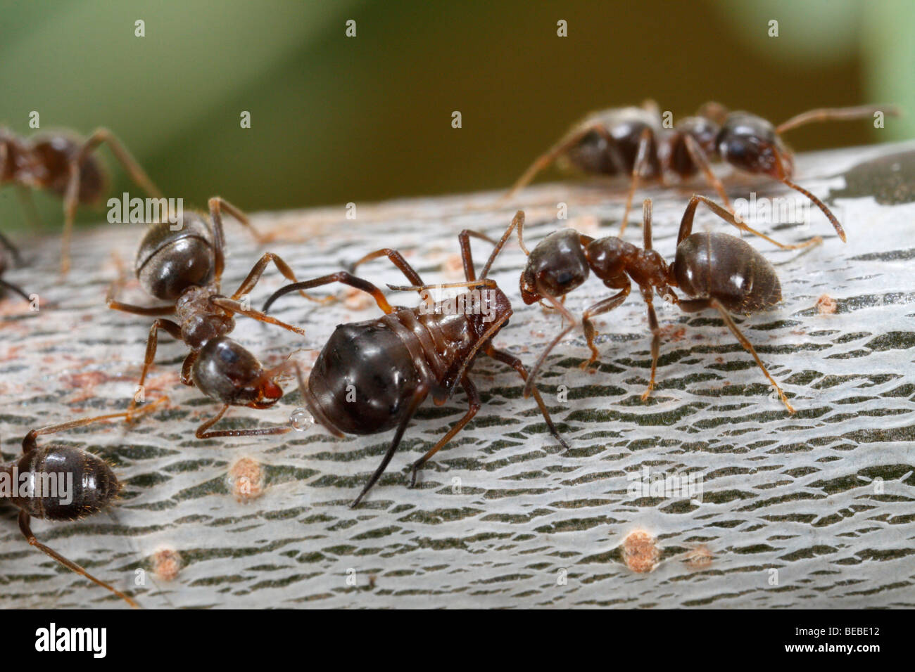 Schwarzer Garten Ameisen (Lasius Niger) Melken Blattläuse auf einer Eiche (manchmal Roboris) Stockfoto