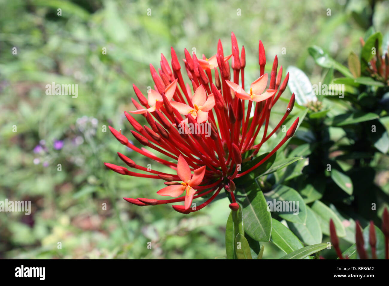 Eine rote Blume Nahaufnahme Stockfoto