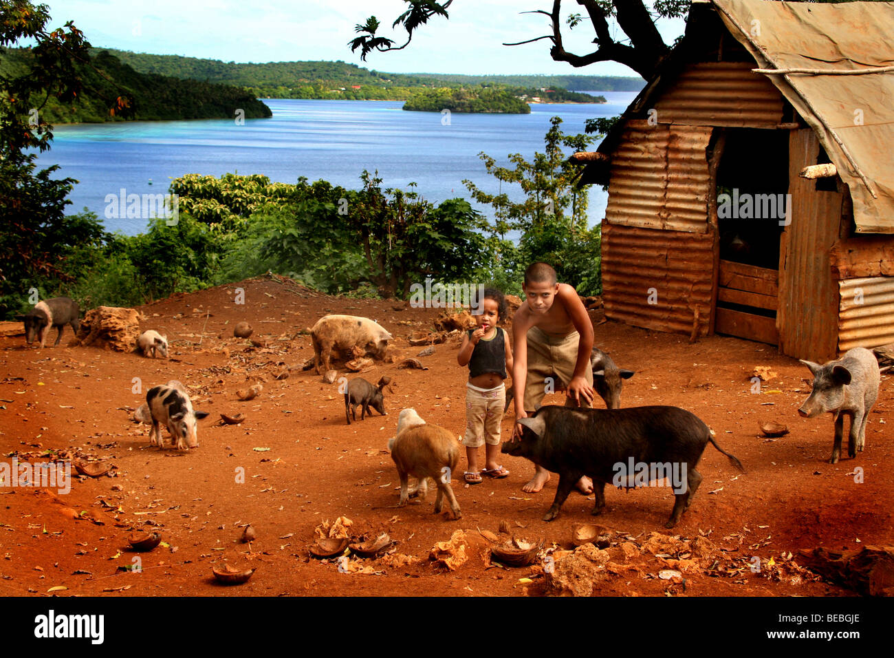 Pig Farm Vavau Tonga Stockfoto