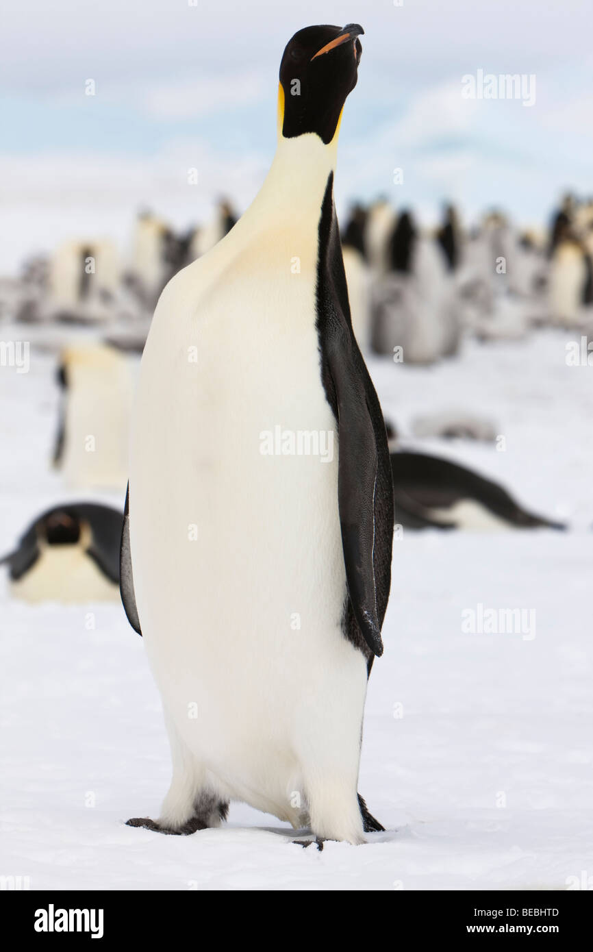 In der Nähe von Low Angle nach Kaiserpinguine hoch auf Schnee Eis stretching Hals zu schauen, Augenkontakt, Kolonie Hintergrund, Antarktis Stockfoto