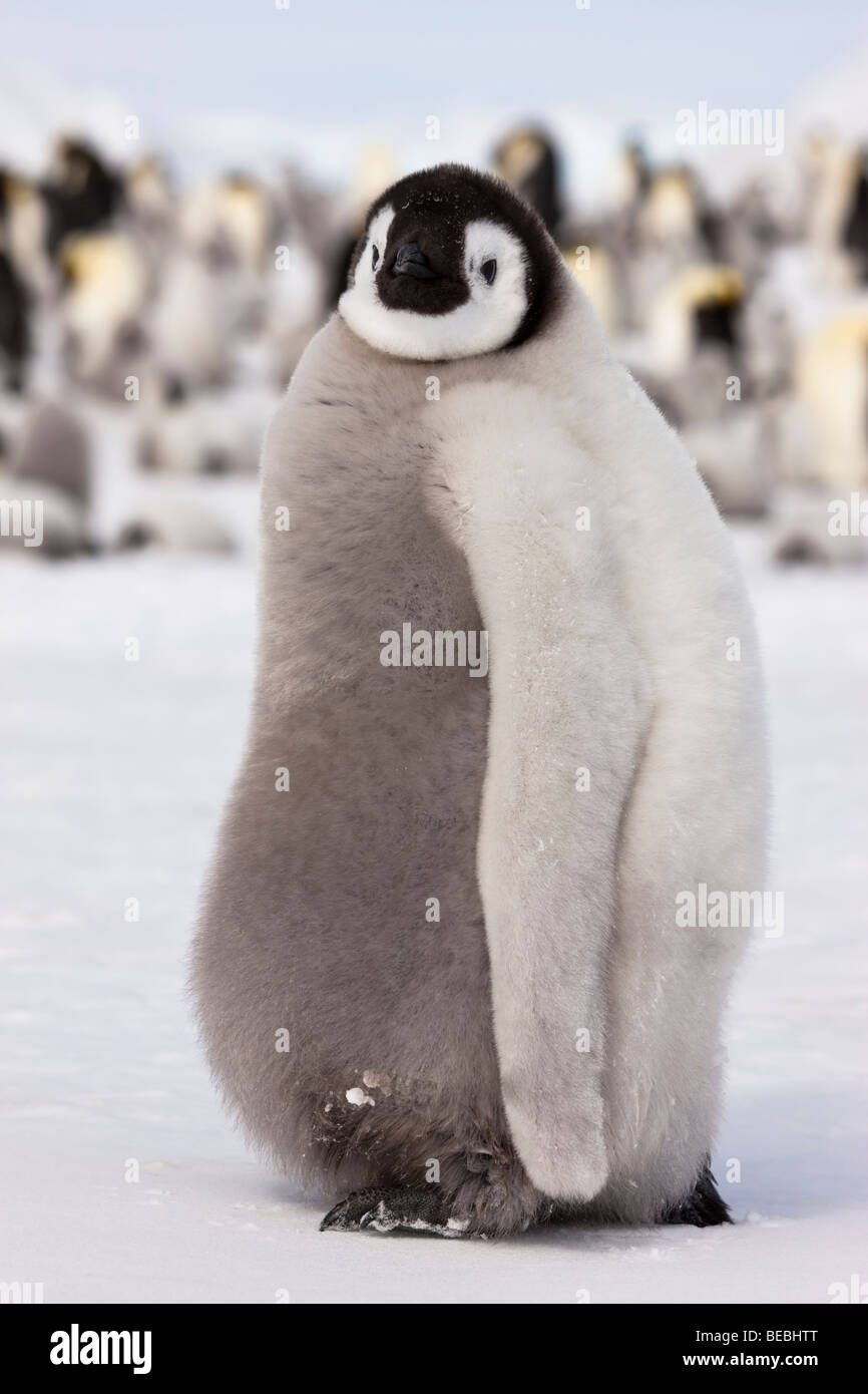 1 flauschige niedlichen Baby Kaiserpinguine chick Profil close-up, Wandern im Schnee, Augenkontakt, Hintergrund sof Fokus Kolonie von Vögeln, Antarktis Stockfoto