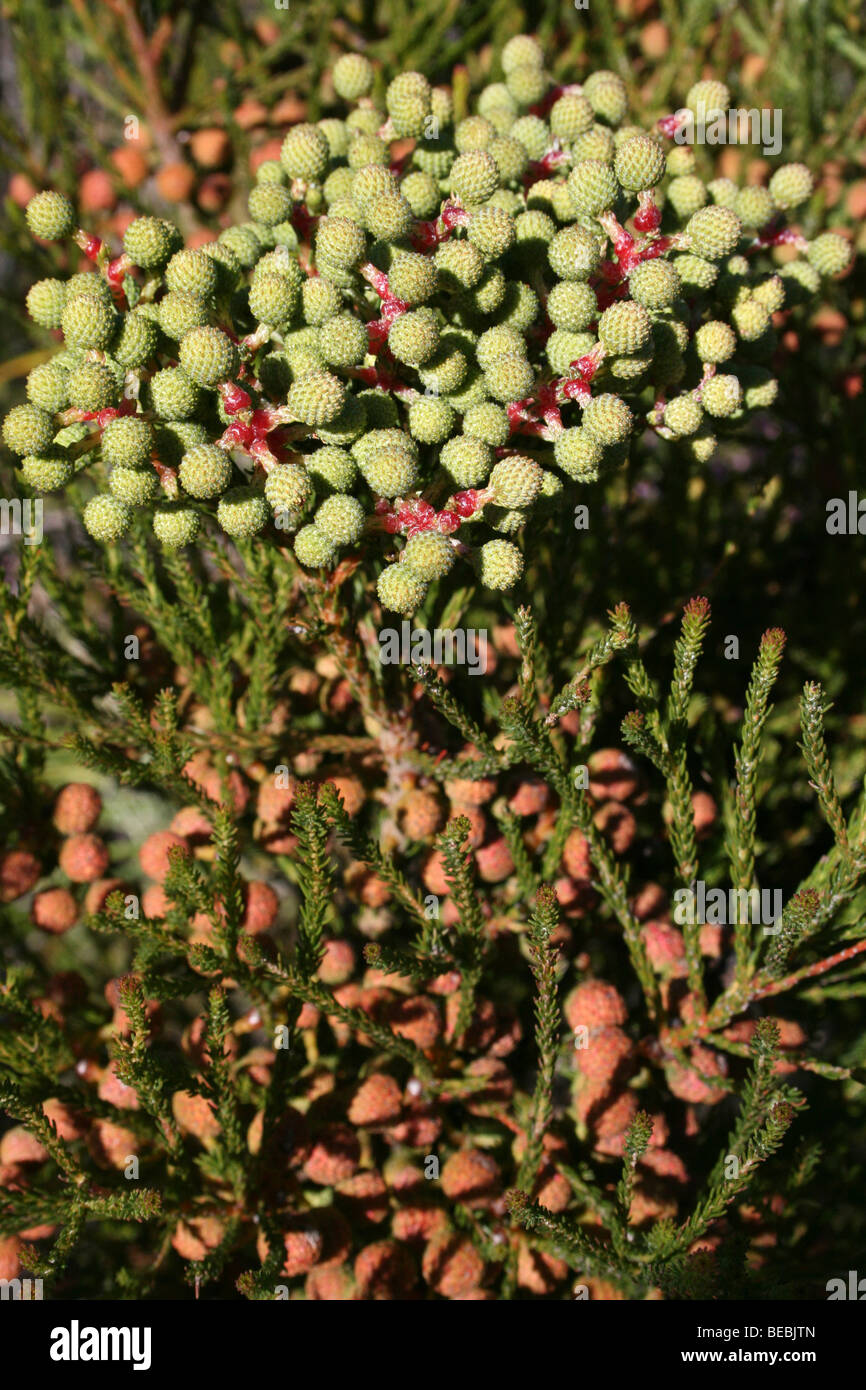 Samenkorn-Köpfe auf südafrikanischen Fynbos Vegetation Stockfoto