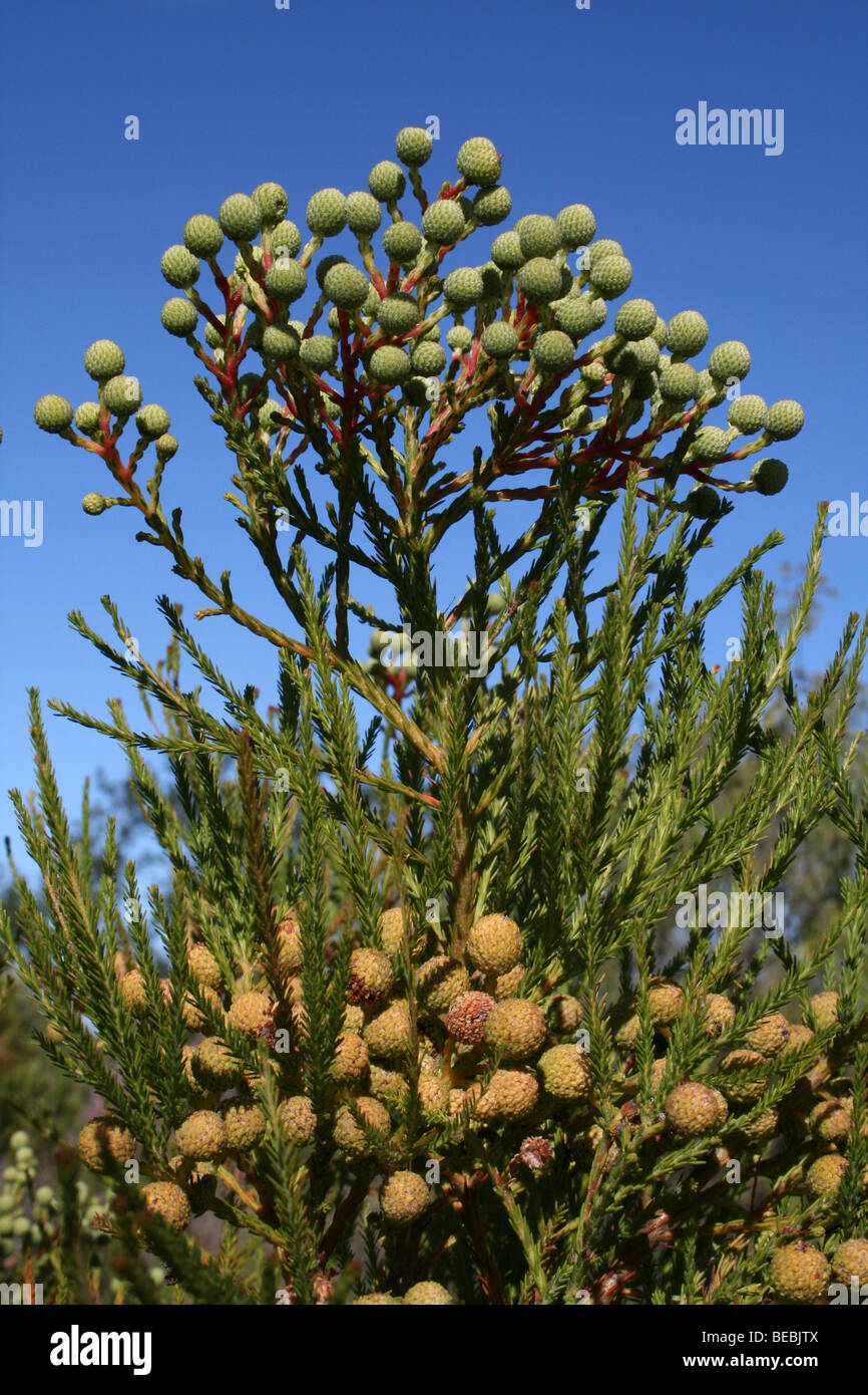 Samenkorn-Köpfe auf südafrikanischen Fynbos Vegetation Stockfoto