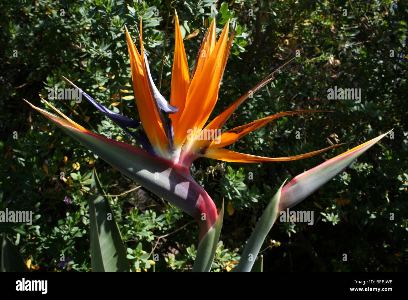 Der Paradiesvogel Blume Strelitzia Reginae indigenen nach Südafrika Stockfoto