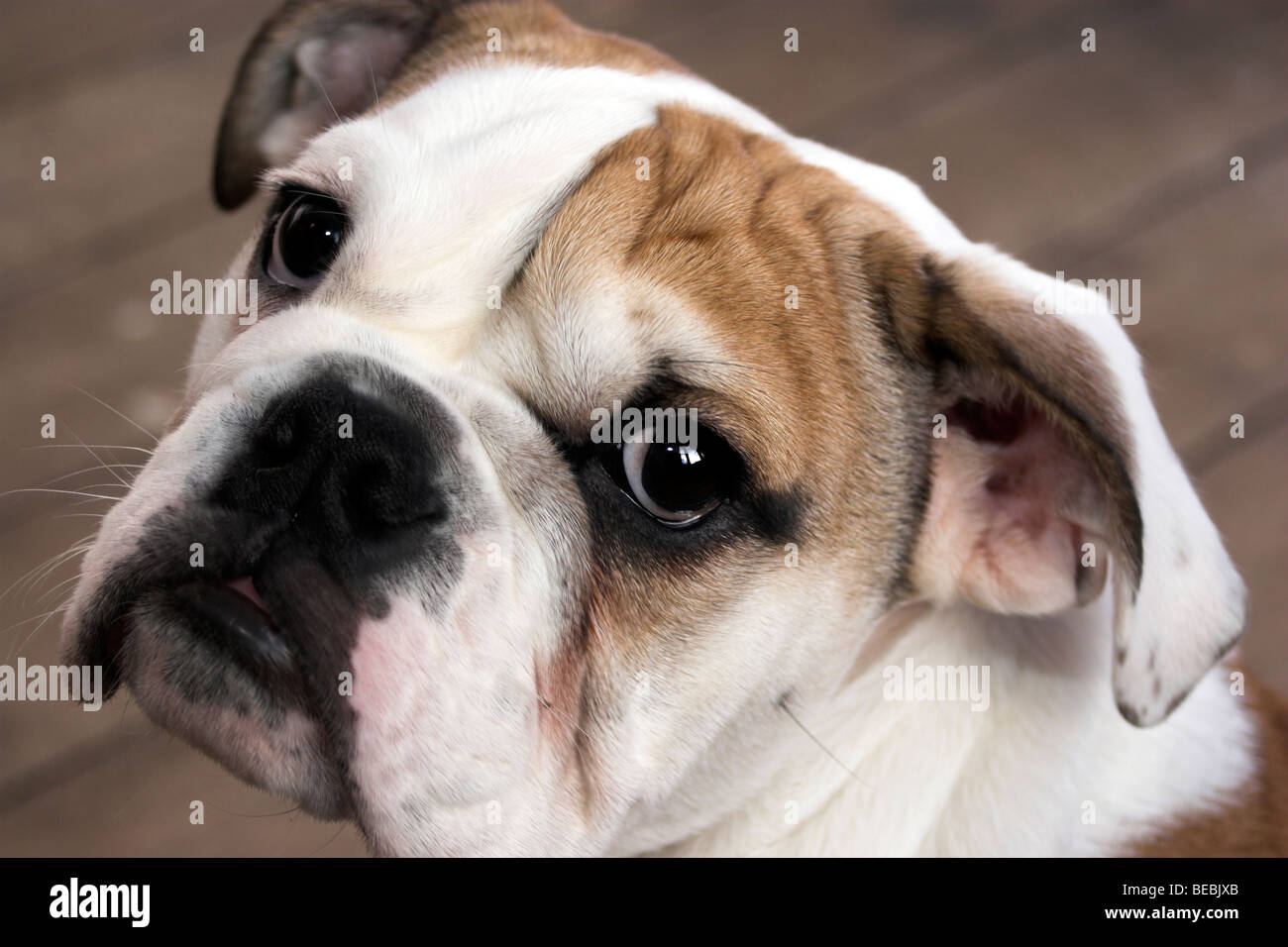 Britische Bulldogge Welpen Stockfoto