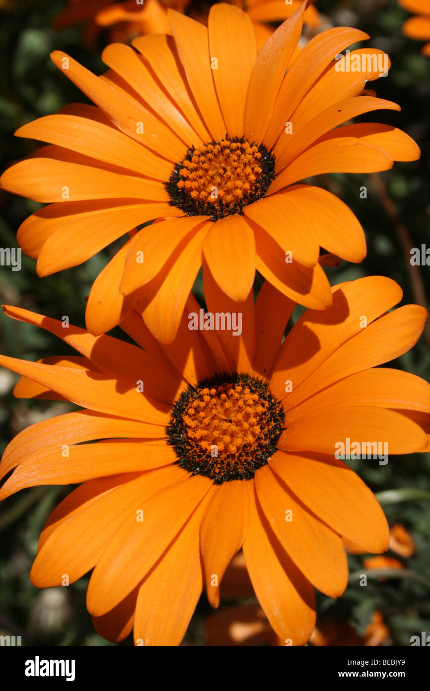 Orange Gänseblümchen Blüte In Provinz Kwa-Zulu Natal, Südafrika Stockfoto