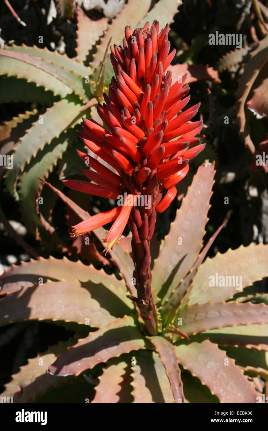 Red Flower Mountain Aloe Aloe Arborescens genommen auf Tafelberg, Kapstadt, Südafrika Stockfoto