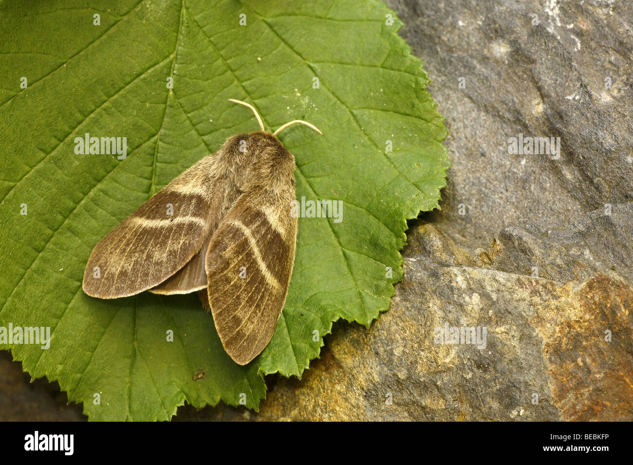 Weibliche Fox Moth, Macrothylacia rubi Stockfoto