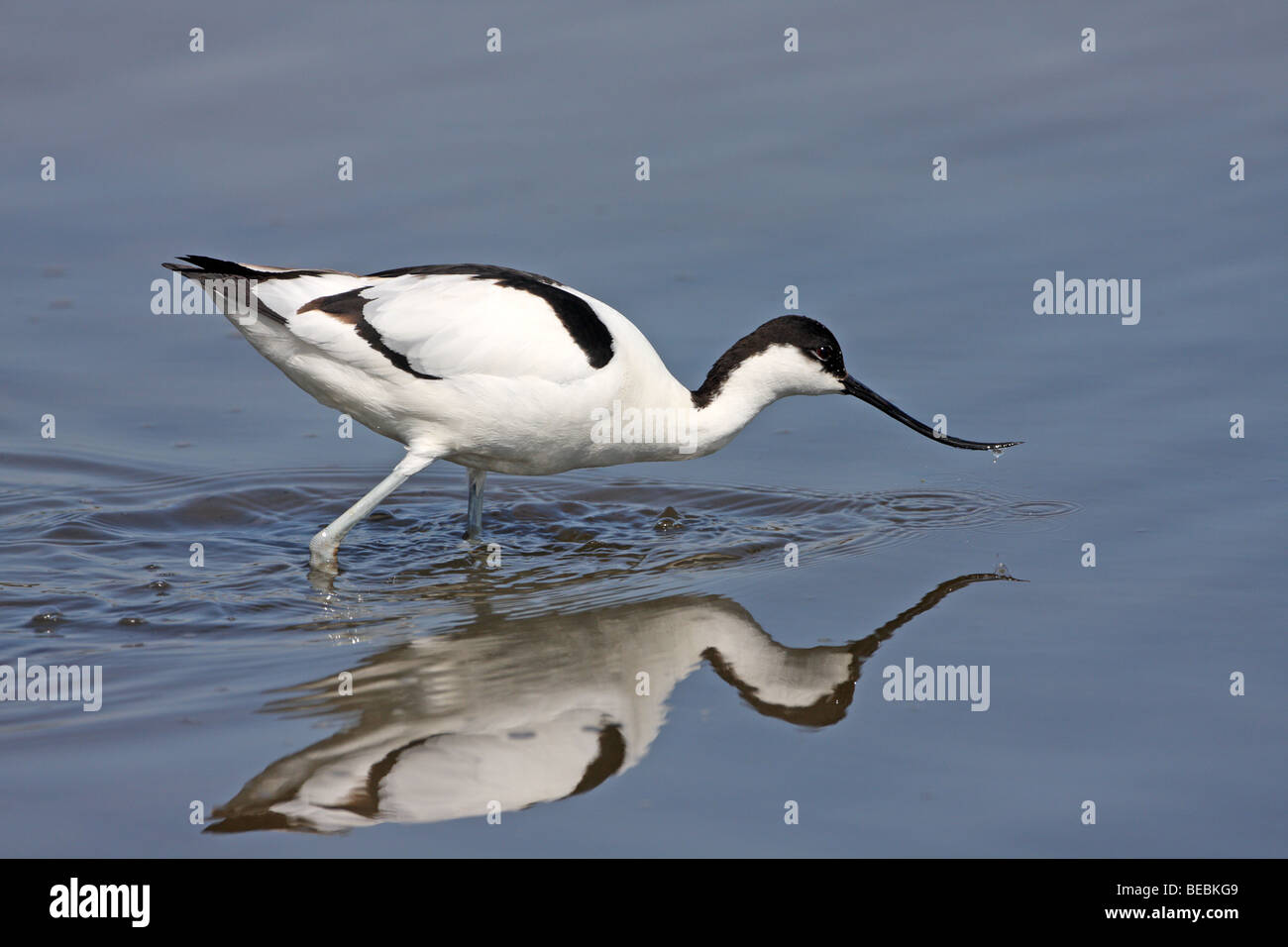 Pied Avocet Recurvirostra avosetta Stockfoto