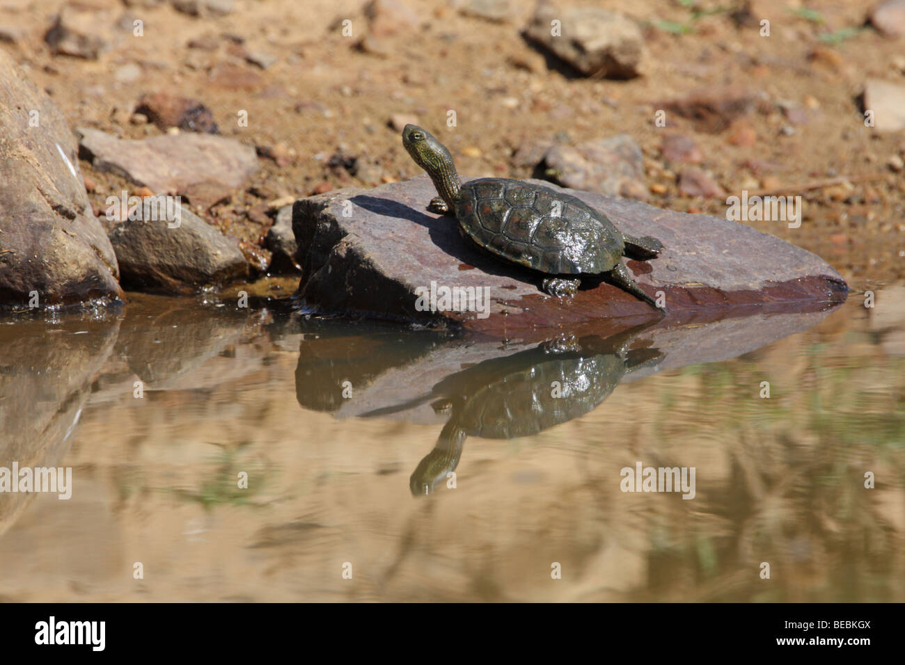 Streifen-necked Sumpfschildkröte, Mauremys caspica Stockfoto