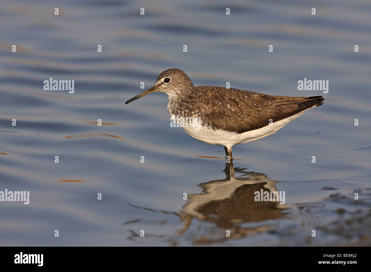Waldwasserläufer, Tringa Ochropus, Fütterung Stockfoto