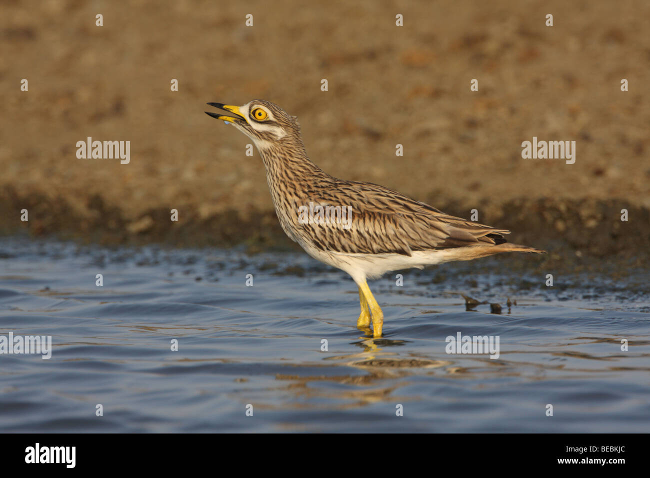 Eurasische Thick-knee, Burhinus Oedicnemus, stehend im pool Stockfoto