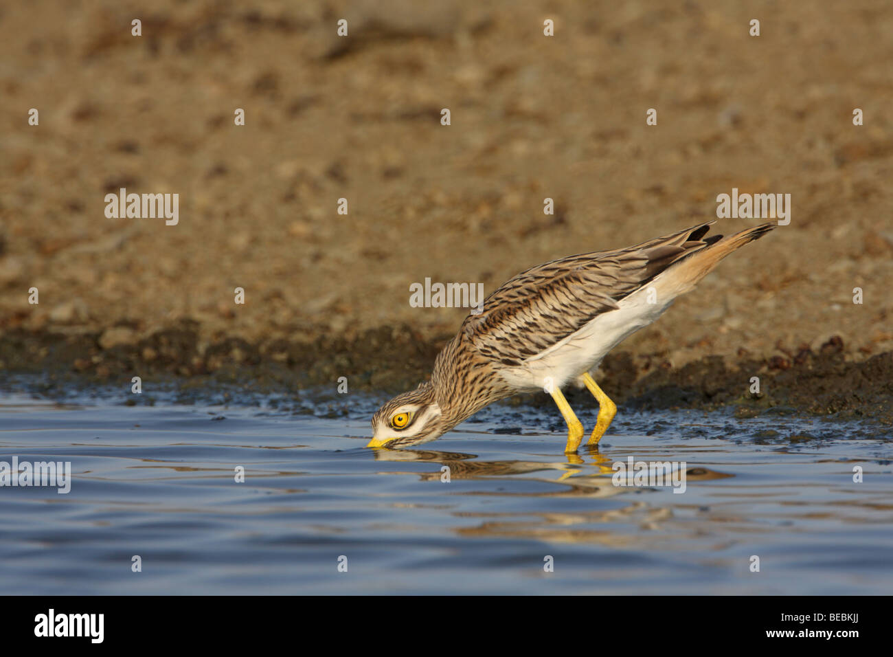 Eurasische Thick-knee, Burhinus Oedicnemus, trinken Stockfoto