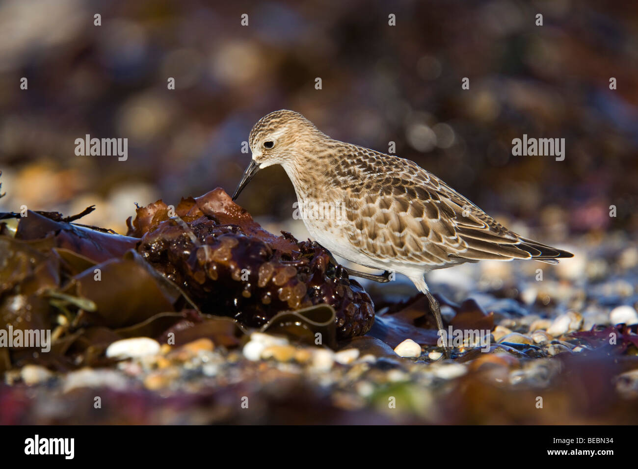 Baird es Flussuferläufer; Calidris Bairdii; Küste; Marazion; Cornwall; Stockfoto