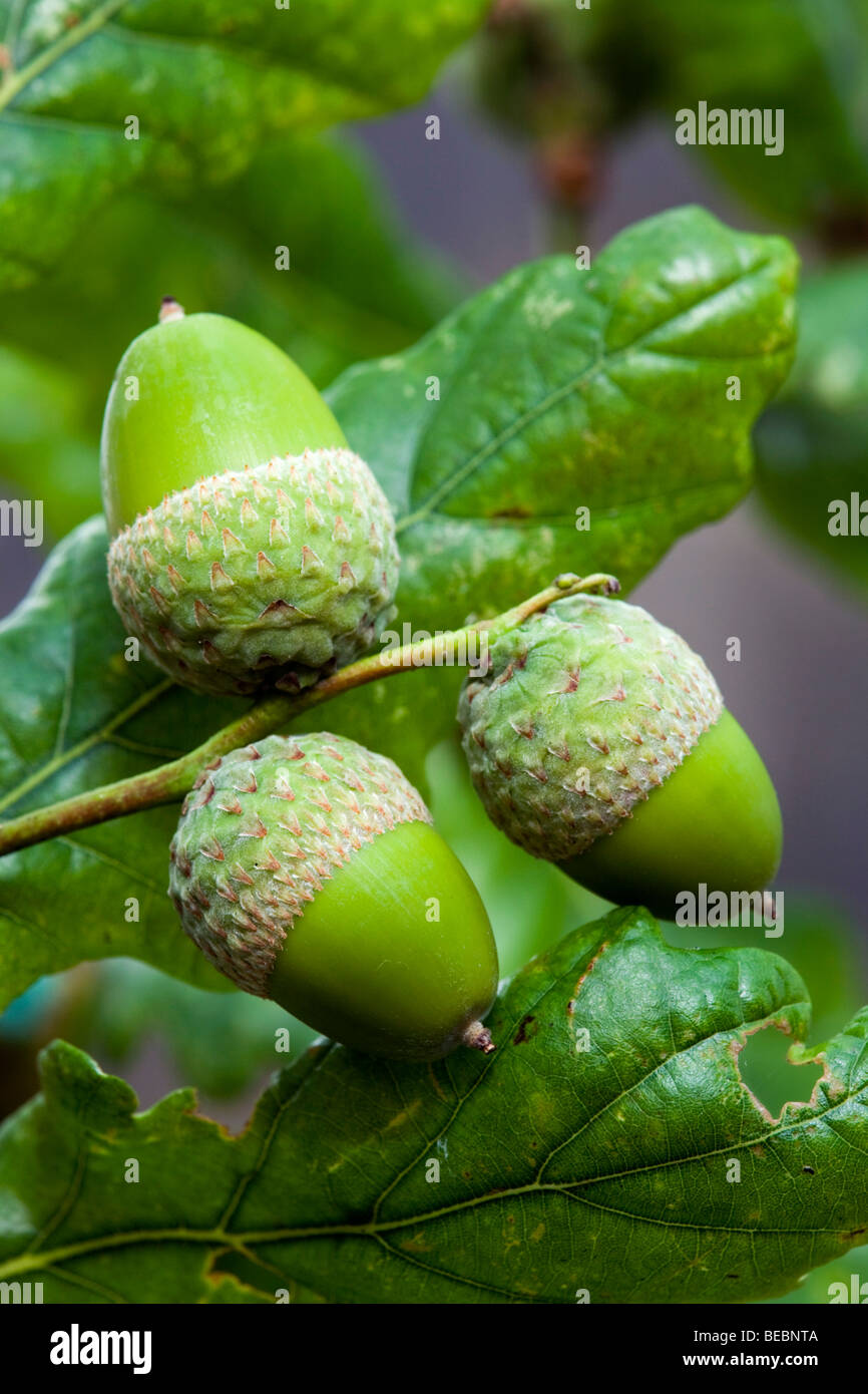 Stieleiche; Quercus Rober; Eicheln Stockfoto