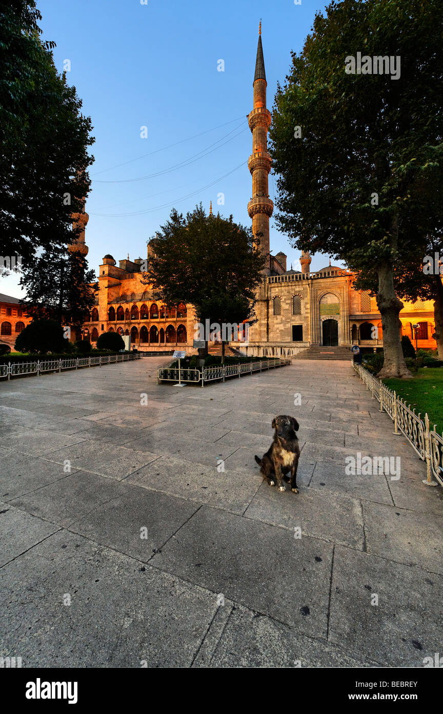Ein streunender Hund in der Nähe der blauen Moschee in Istanbul Stockfoto