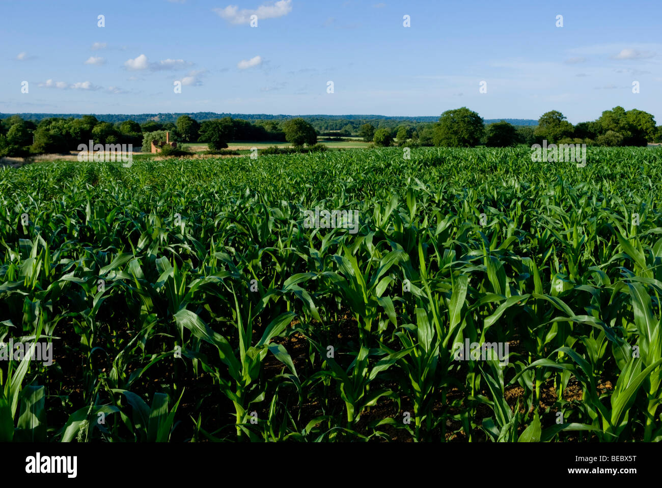 Großbritannien, England, Surrey, Crowhurst junge Maisfeld Stockfoto