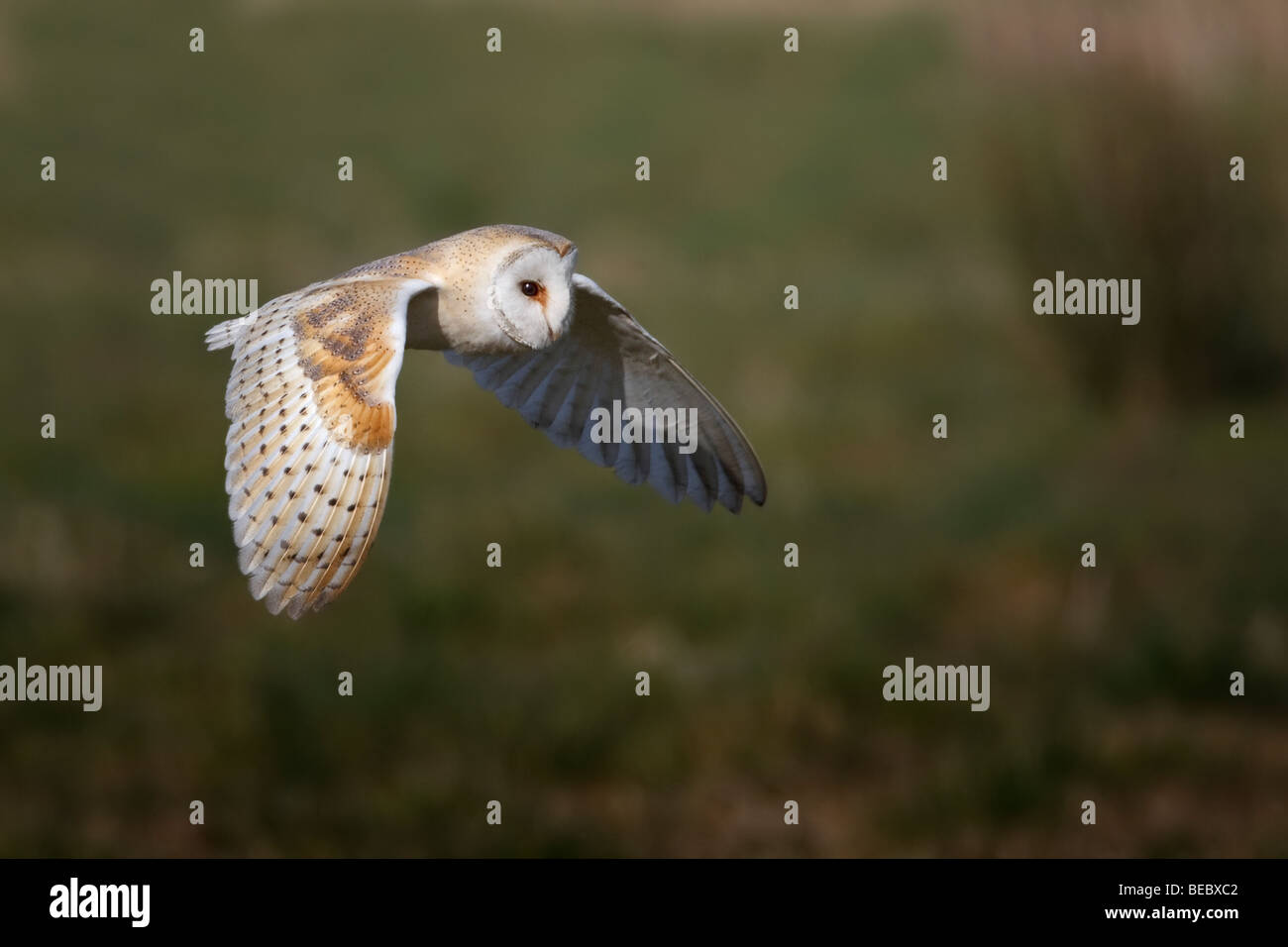 Schleiereule im Flug über Heide Jagd Beute. Stockfoto