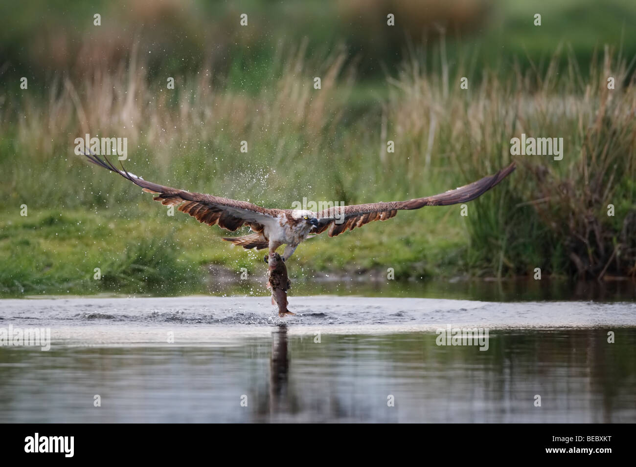 Osprey Fang einer Forelle Stockfoto