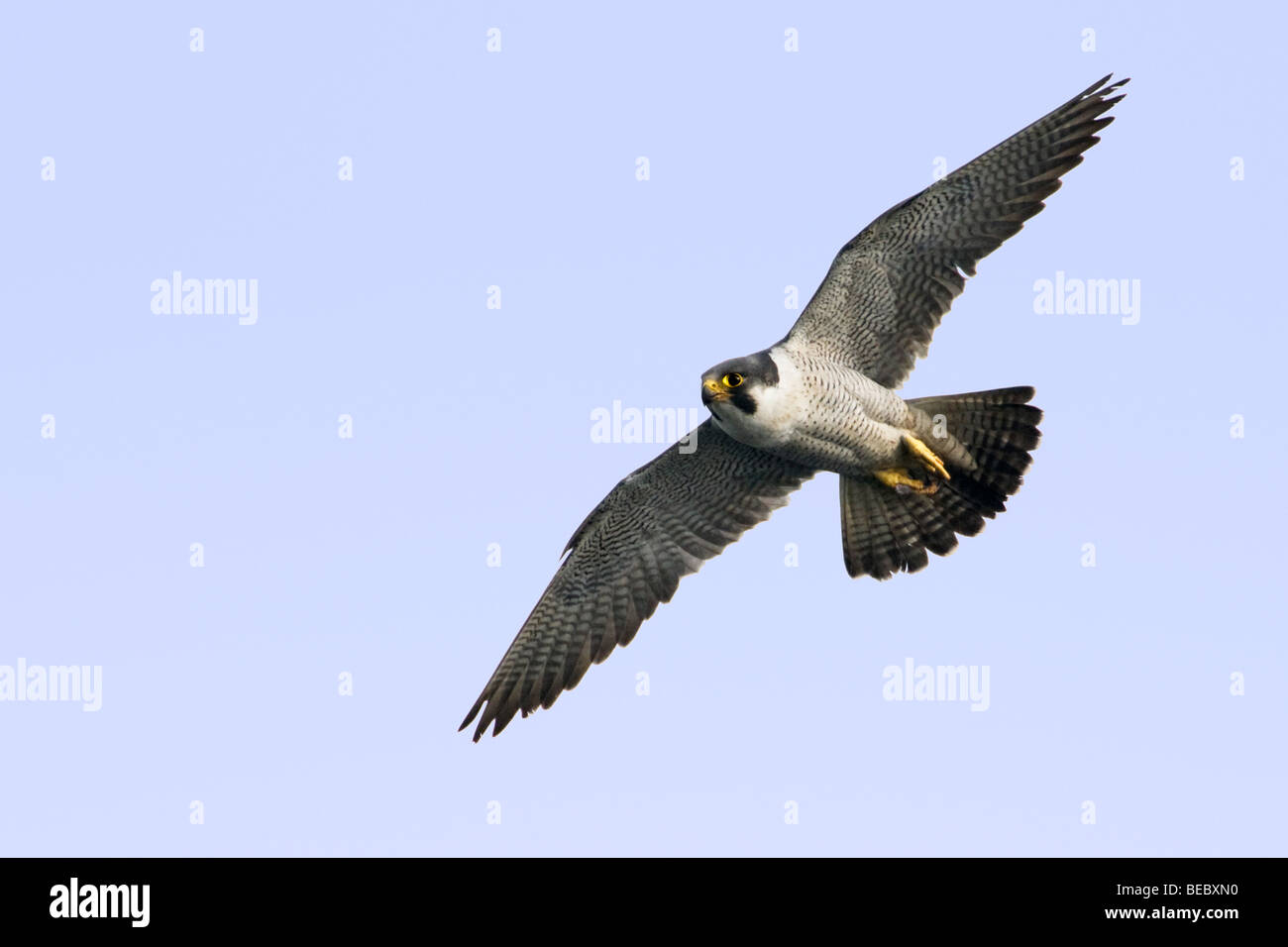 Wanderfalke im Flug.  Schließen Sie sich gegen einen klaren blauen Himmelshintergrund.  Ausgezeichnete Details von Augen, Kopf und Federn. Stockfoto