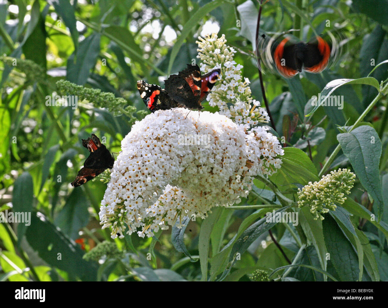 Red Admiral (Vanessa atalanta) und Peacock (Inachis io) oder (Nymphalis io) Schmetterlinge auf einem weißen Sommerflieder (sommerflieder davidii) Bush mit einem Fliegenden Stockfoto