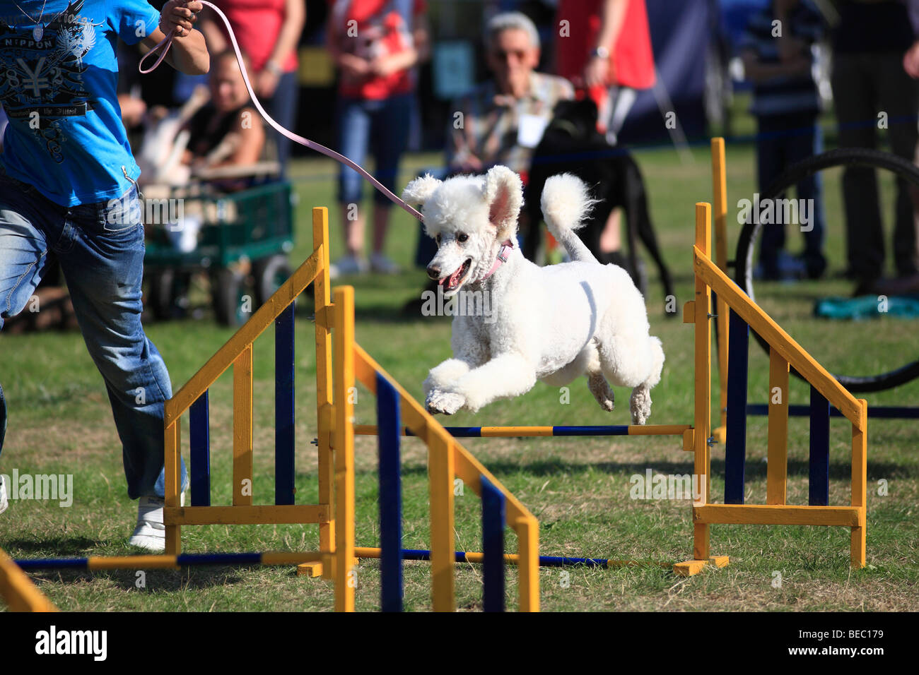 Pudelhund macht Agility Test in show Stockfoto