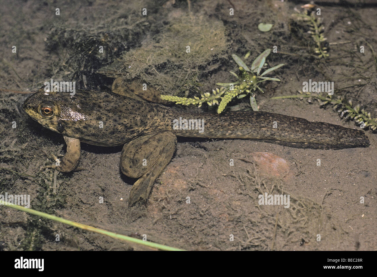 Juvenile amerikanischer Ochsenfrosch (Rana Catesbeiana) einbehaltene Kaulquappe Schwanz, Colorado uns. Stockfoto