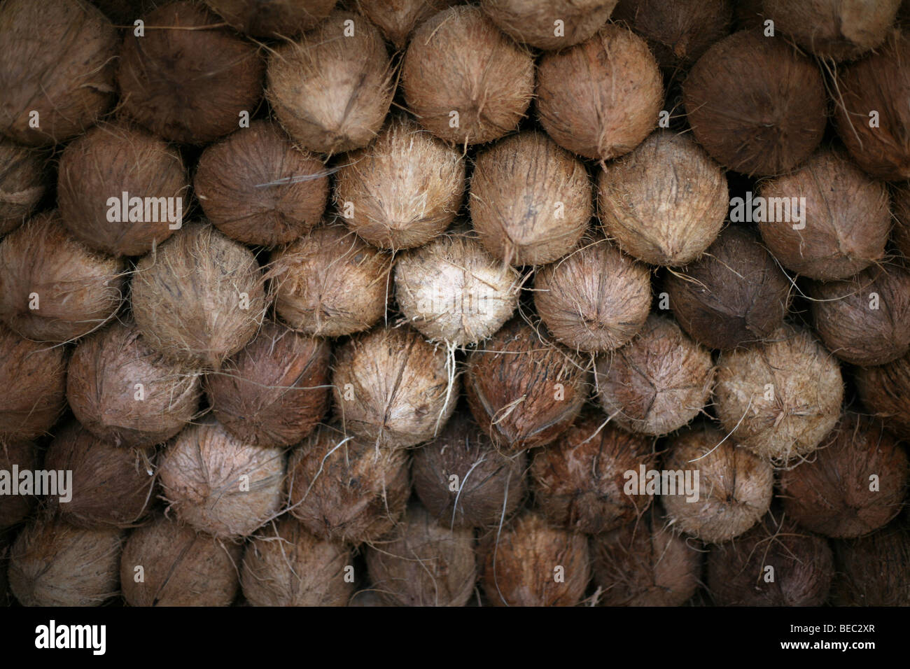 Lagerung Kokosnuss Essen Obst cocoanut Stockfoto