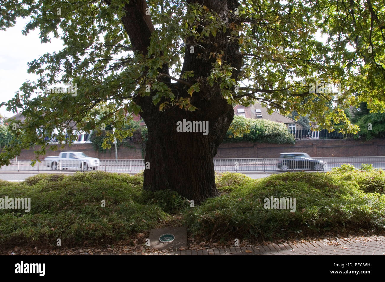 Das Bromley Eiche, Bromley, Kent, England Stockfoto