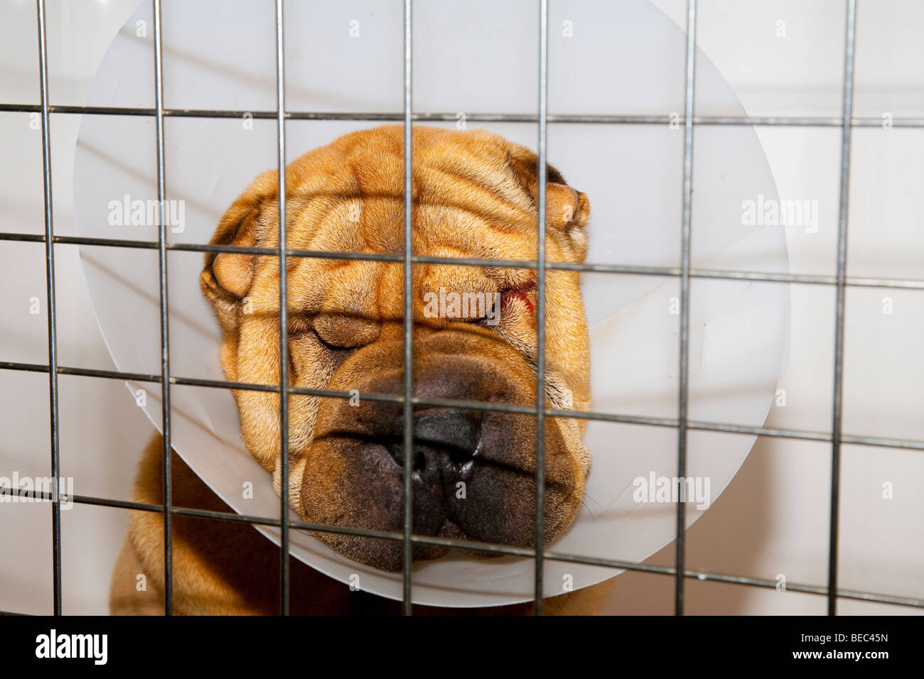 Shar-Pei Hund Occular postoperativ mit einer Elisabeth Kragen Stockfoto