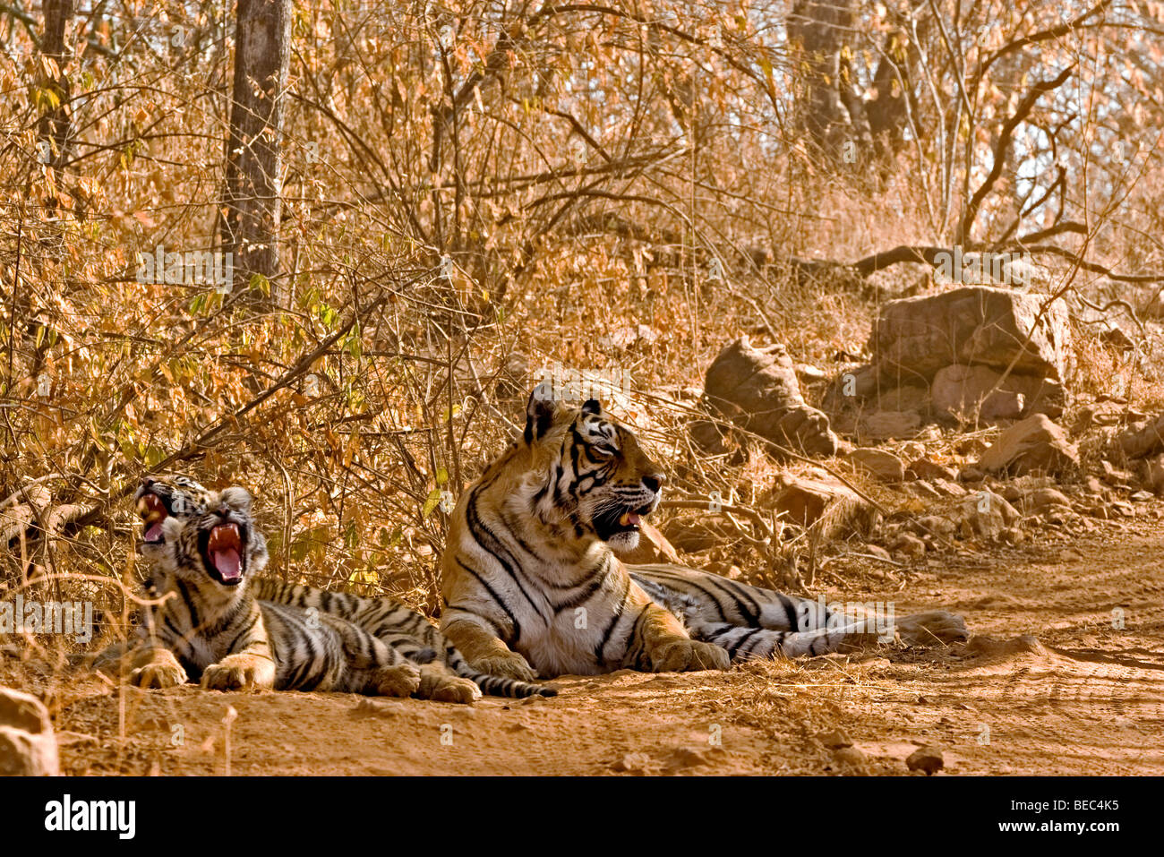 Tiger mit jungen Jungen auf den Waldwegen der Ranthambore Tiger reservieren Stockfoto