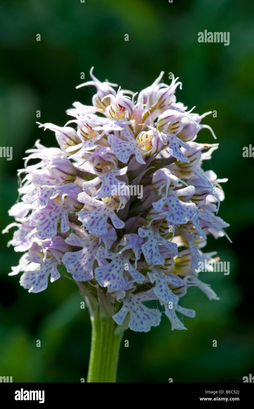 Konische Orchidee (Neotinea Tridentata SSP Conica) Stockfoto