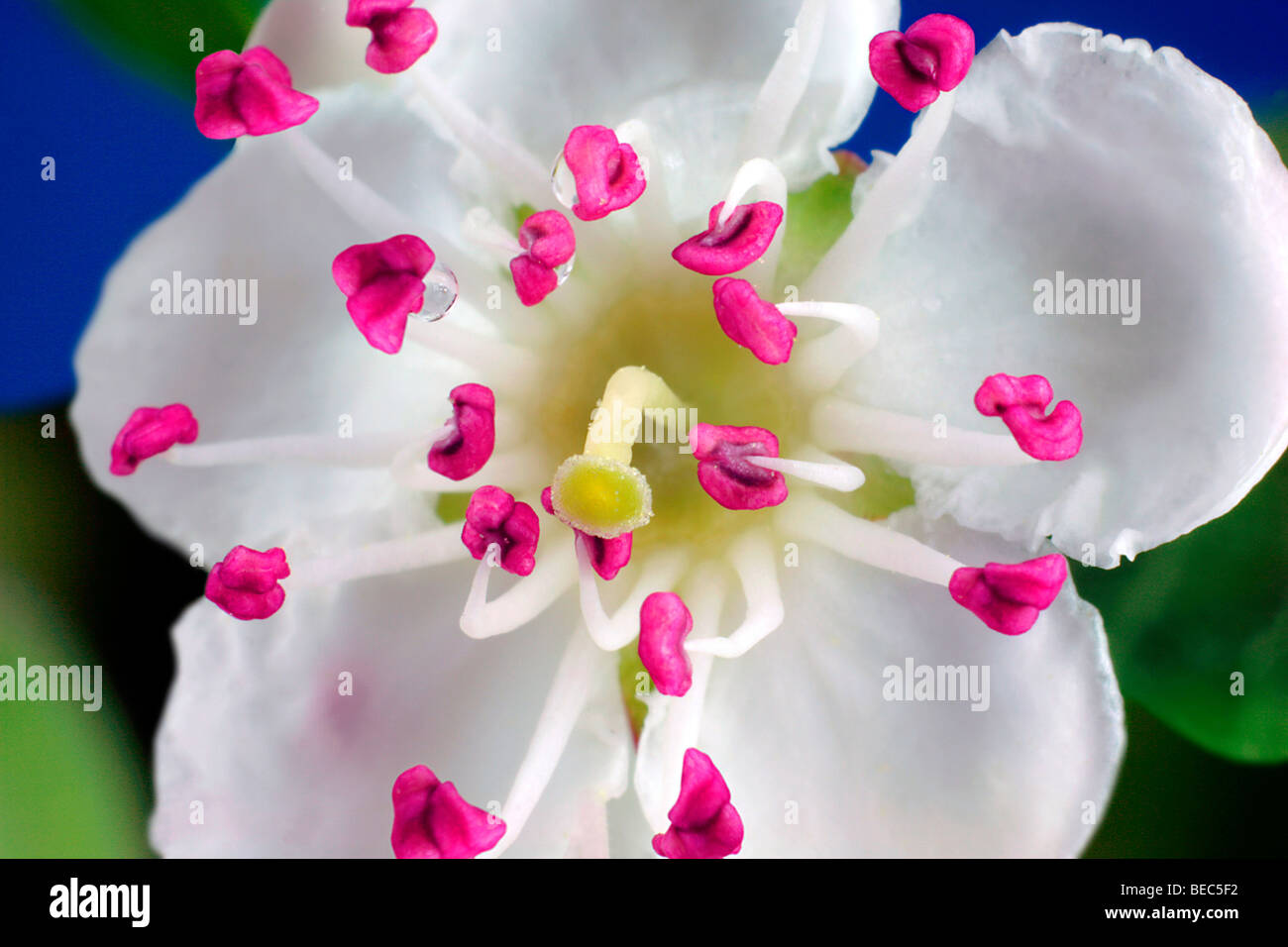 Blackthorn Schlehe Prunus Spinosa wilde Blume Stockfoto