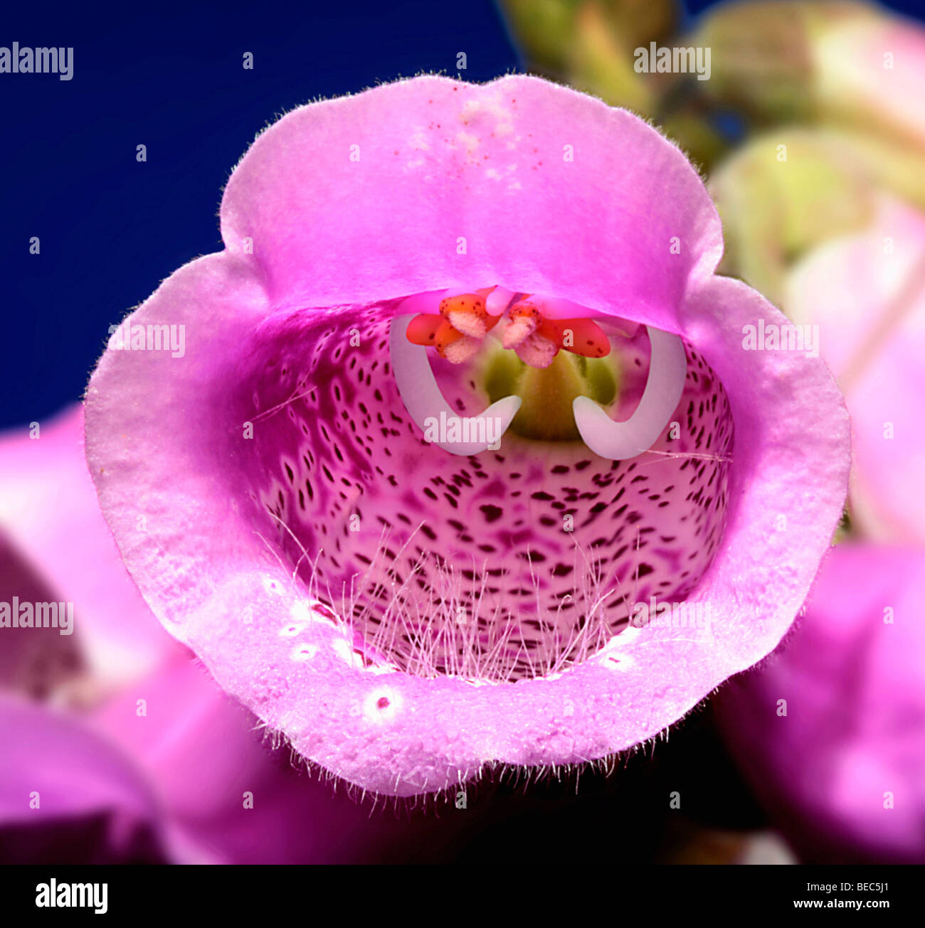 Fingerhut Digitalis Purpurea Nahaufnahme Stockfoto