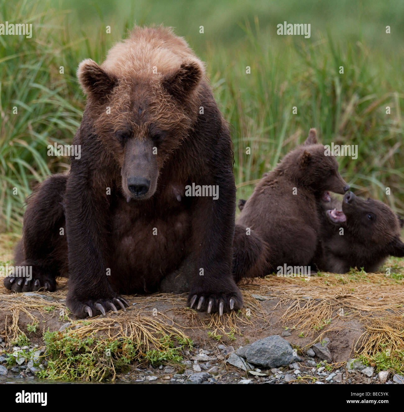 Grizzly Sau während zwei Jungen spielen in Geographic Bay Katmai Nationalpark, Alaska Stockfoto