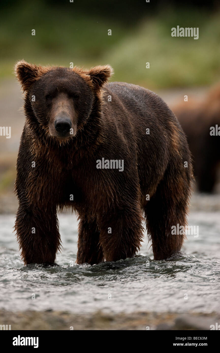 Grizzly Bär stehend im Wasser im Geographic Bay Katmai Nationalpark, Alaska Stockfoto