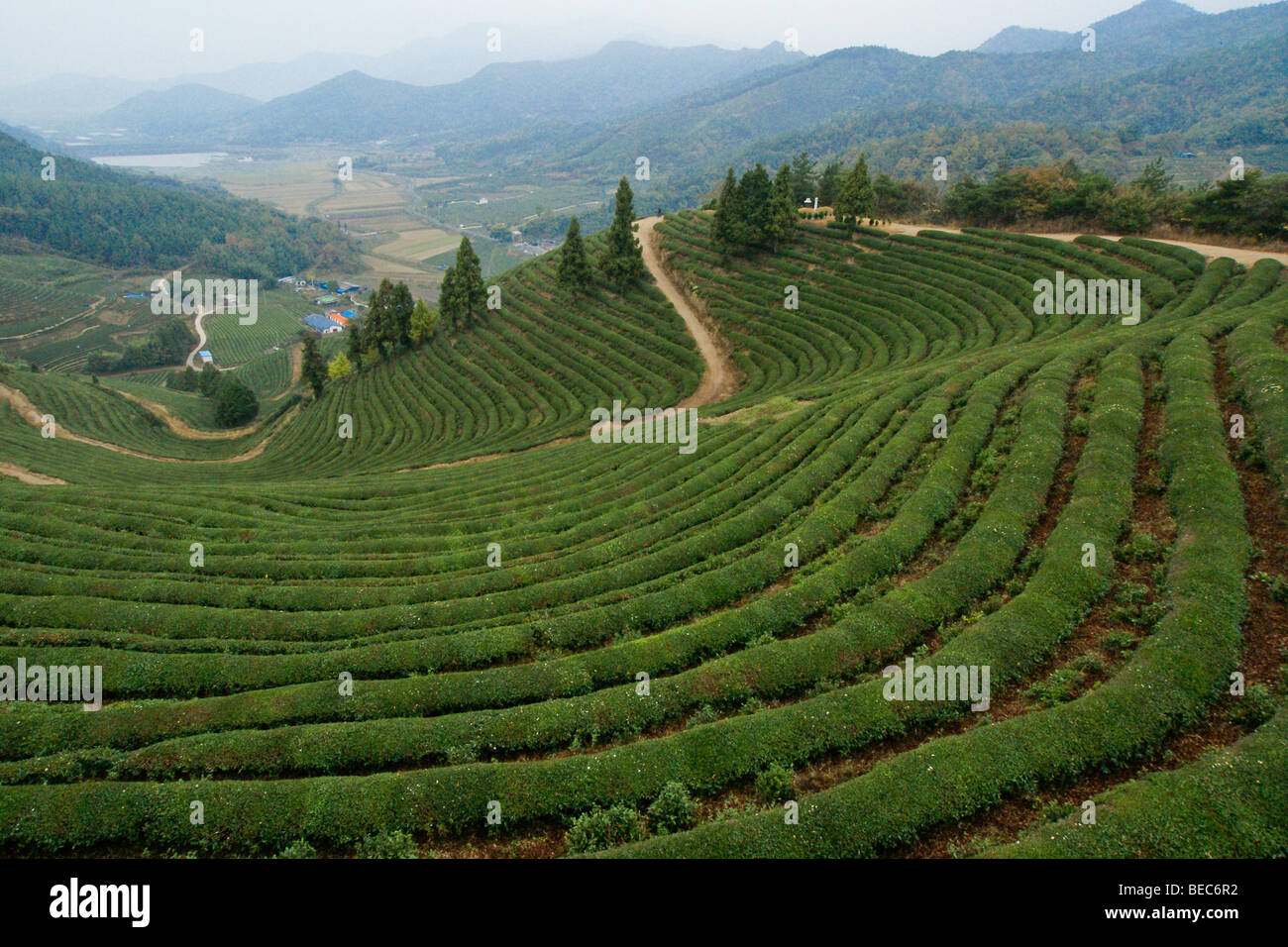 Boseong grüner Teeplantage, Südkorea Stockfoto