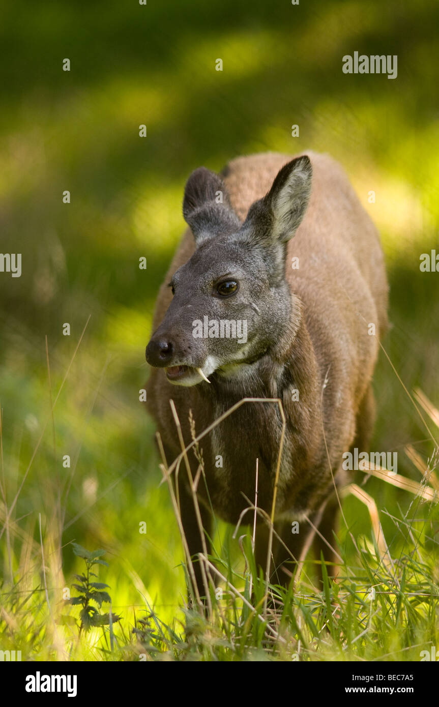 Sibirische Moschushirschen (Moschuss Moschiferus Stockfotografie Alamy