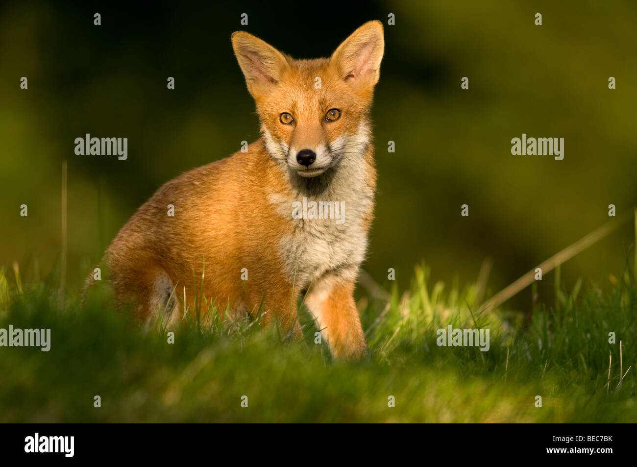 Fox Stockfoto