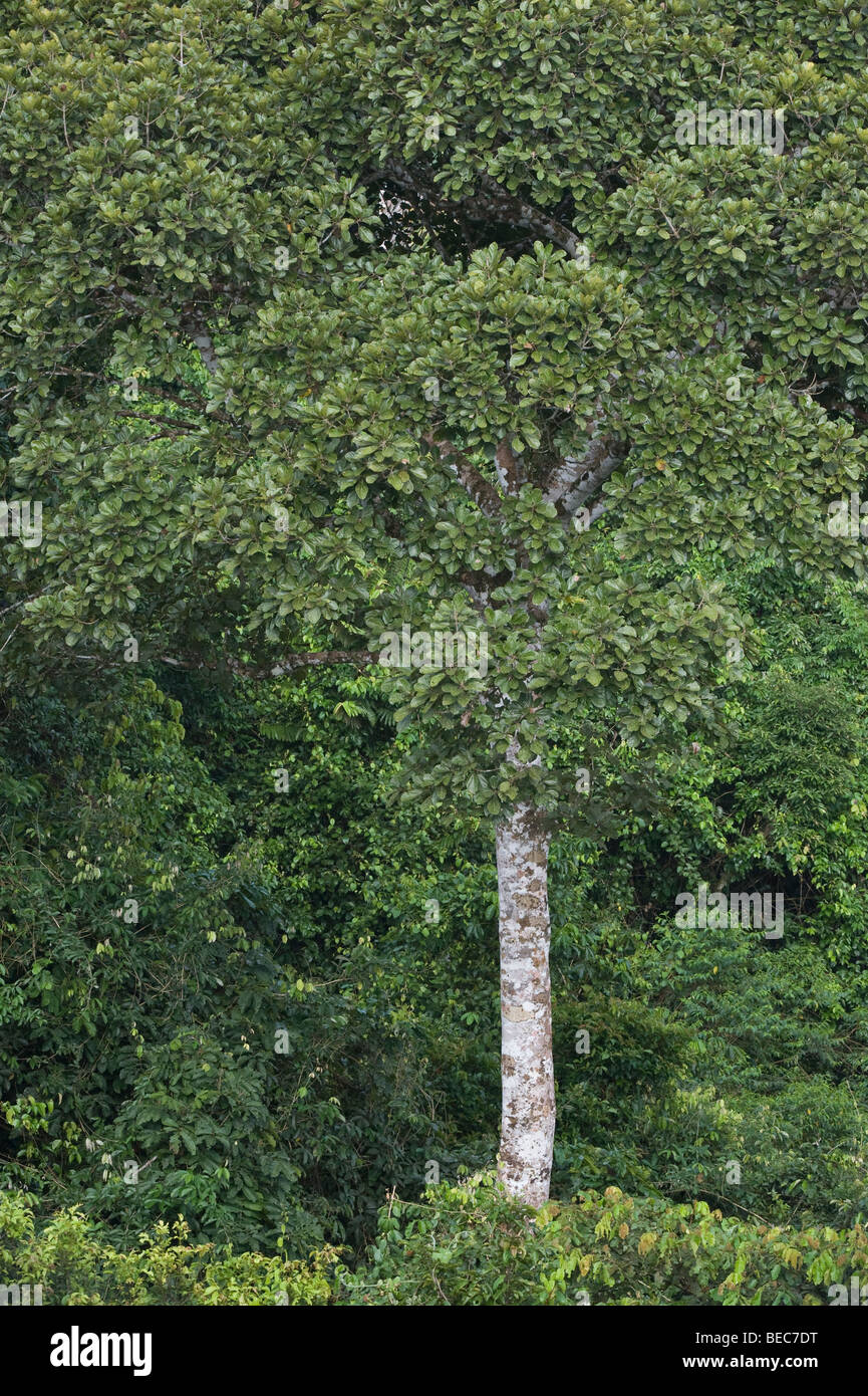 Sapote Baum gesehen Form Baldachin Napo Wildlife Centre Anangu Yasuni Nationalpark Amazonas Rainforest Ecuador Südamerika gehen Stockfoto