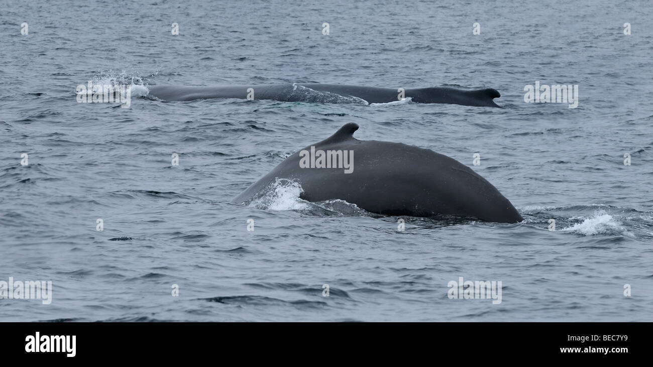 Eine weibliche Buckelwale zeigen Buckel und Rückenflosse Schwimmen im Atlantischen Ozean in Twillingate Neufundland Stockfoto