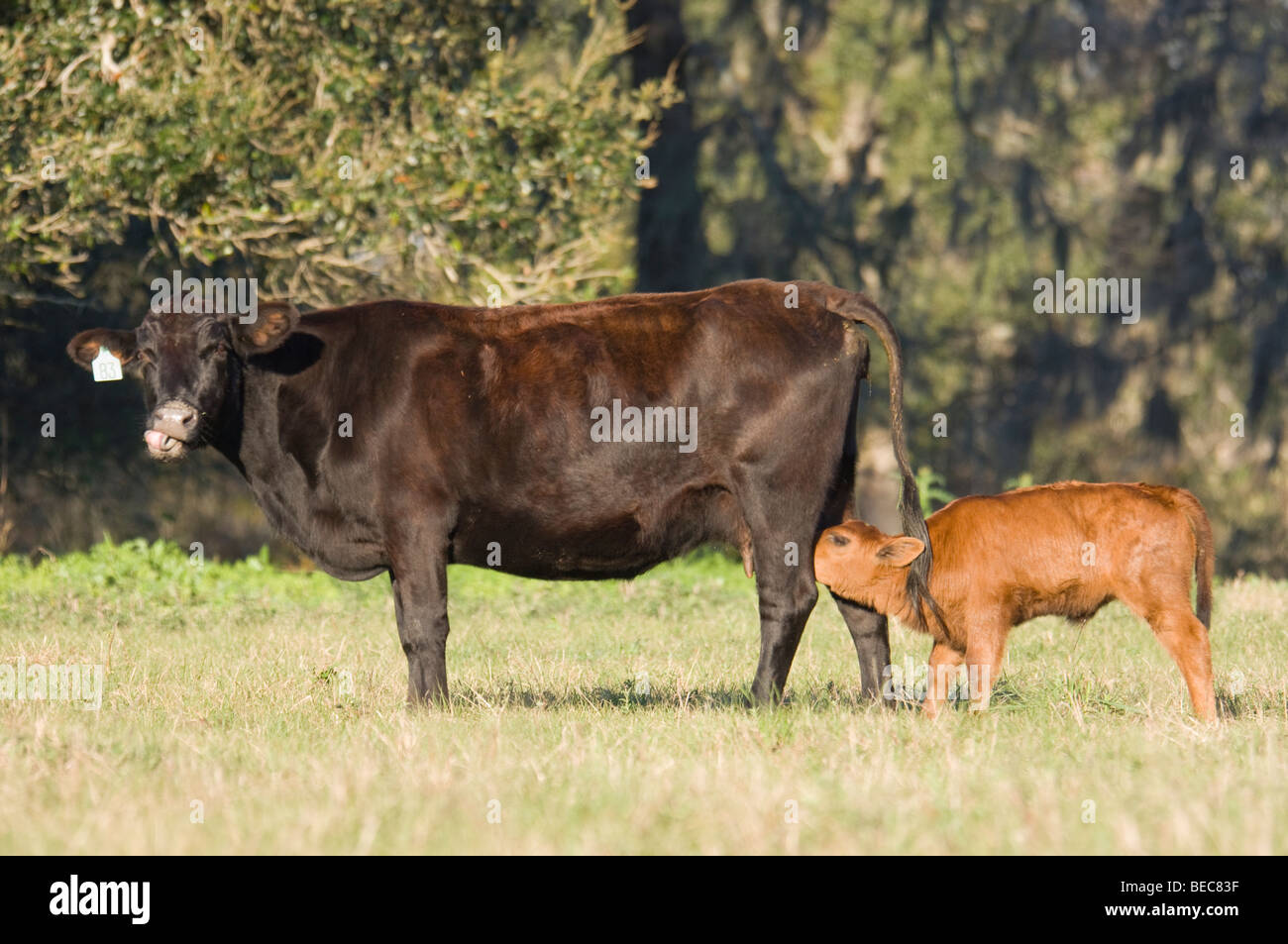 Kommerzielle Rinder Kalb Pflege auf Kuh Stockfoto