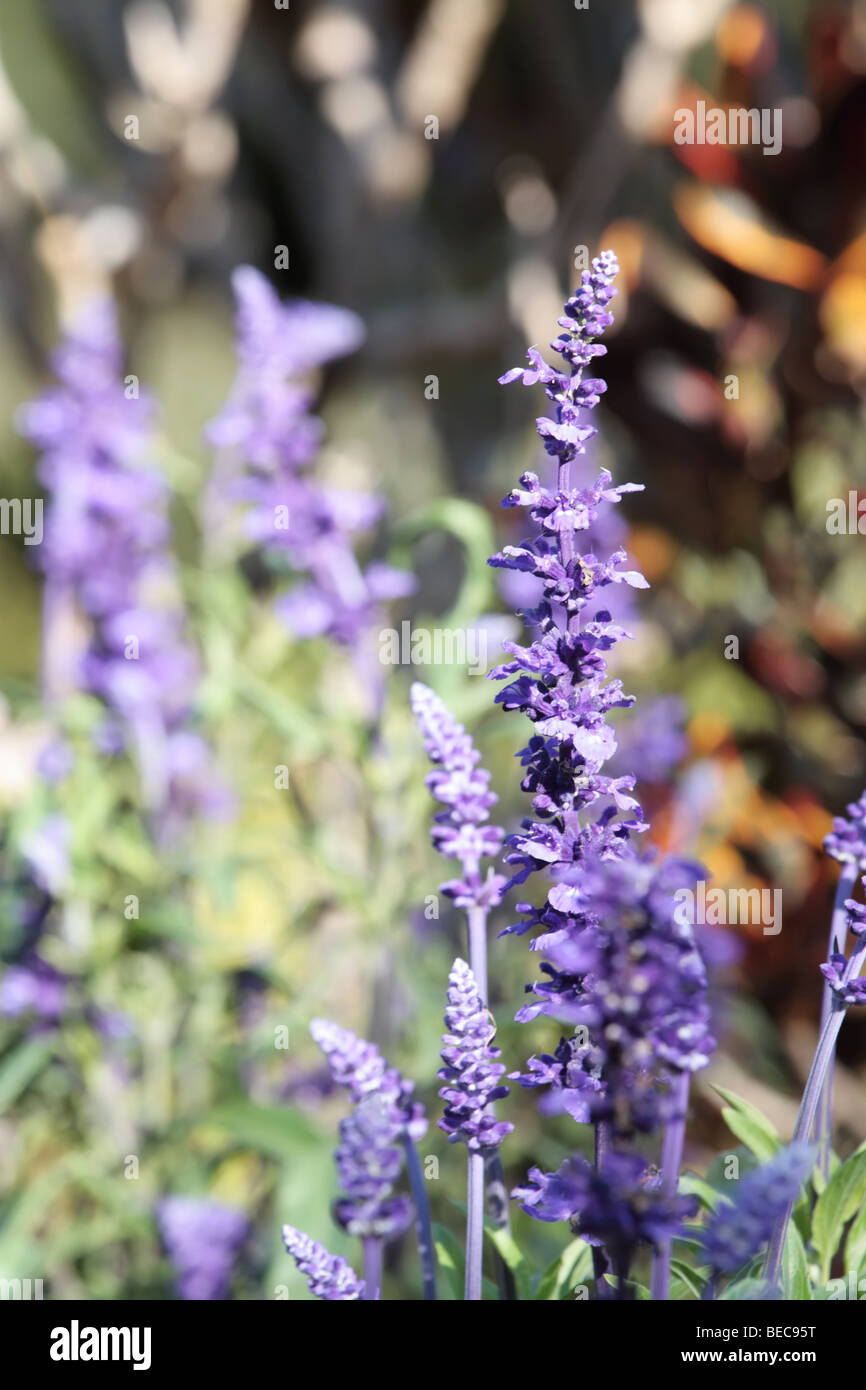 Tiefviolette Blüten Stockfoto