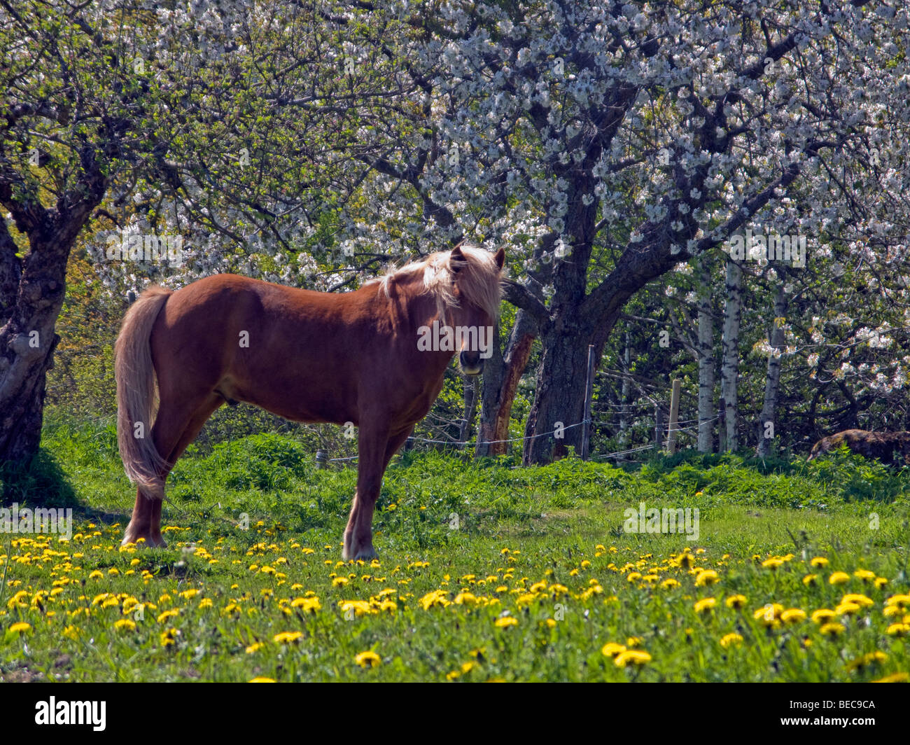 Islandpferd auf einem Feld mit Löwenzahn Blumen, unter blühenden Bäumen, in Schweden. Stockfoto